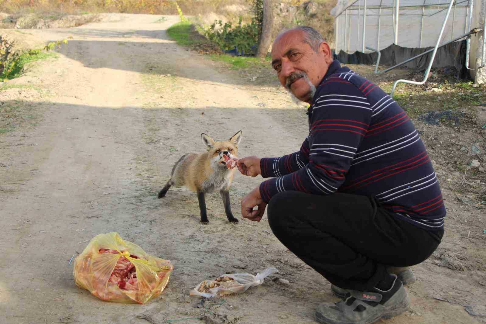 Küs olan kardeşlerin tilki rekabeti: Ağabey mangal partisi yapıyor, kardeşi pastayla besliyor
