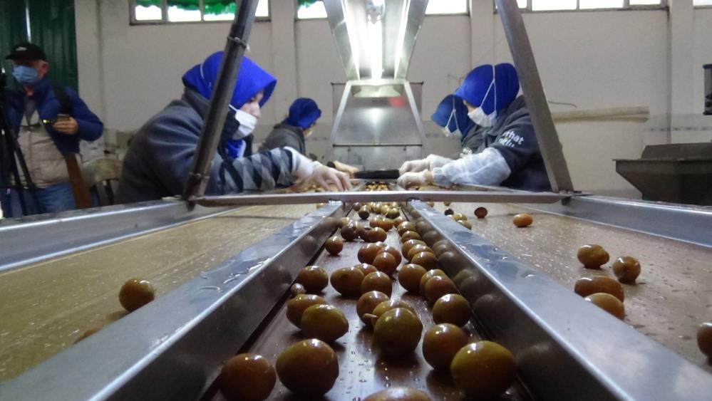 Edremit zeytinyağı ve yeşil çizik zeytini için coğrafi işaret başvuruları başladı
