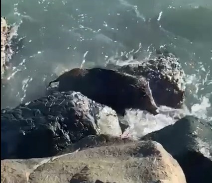 Ordu’da denizde yaban domuzu görüntülendi
