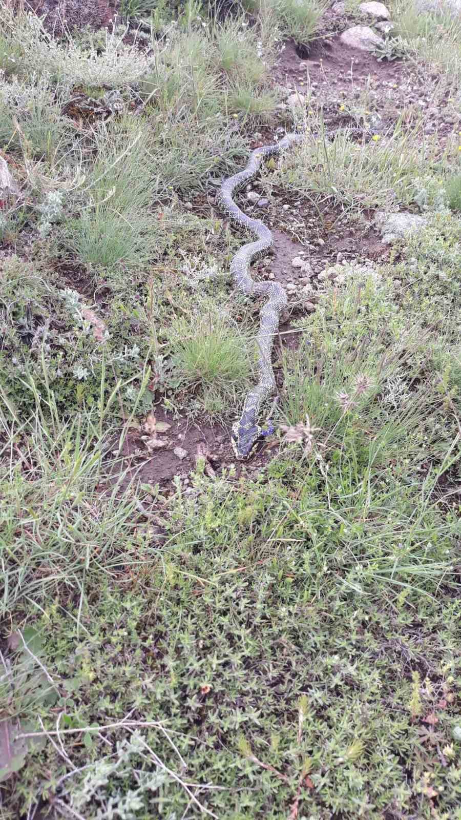 Yaylada görülen engerek yılanı merak ve korkuya neden oldu