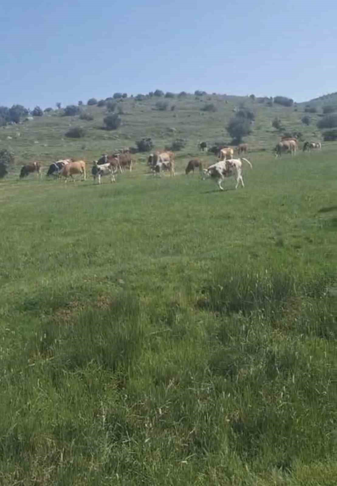 Yaylada g&ouml;r&uuml;len engerek yılanı merak ve korkuya neden oldu
