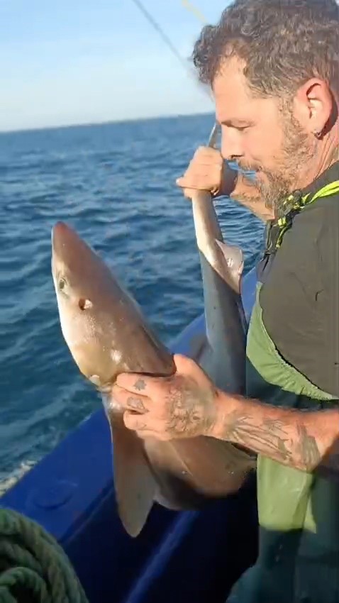 Ağa takılan köpekbalığı denize bırakıldı
