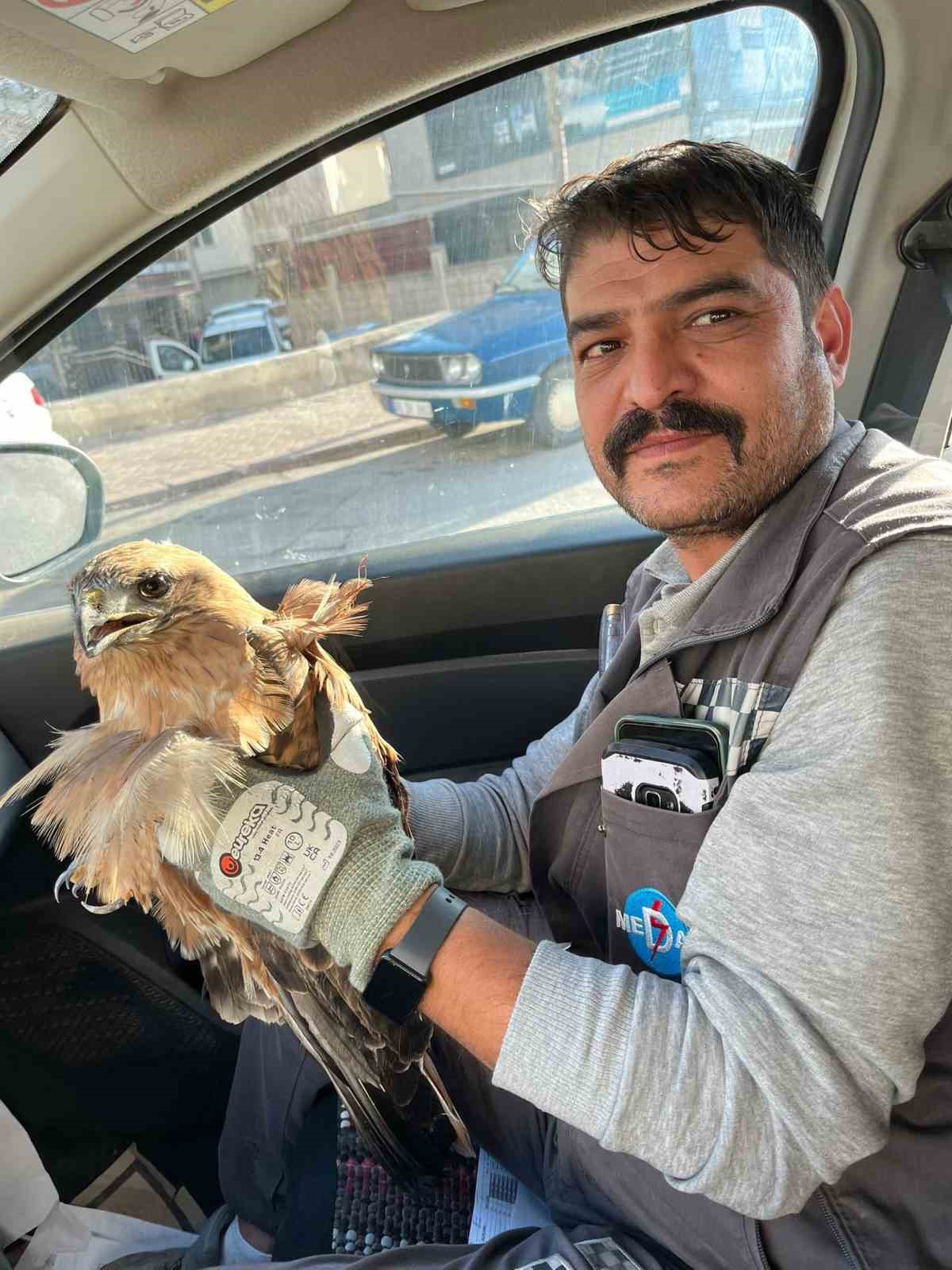 Kırşehir’de yaralı halde bulunan şahin tedavi altına alındı