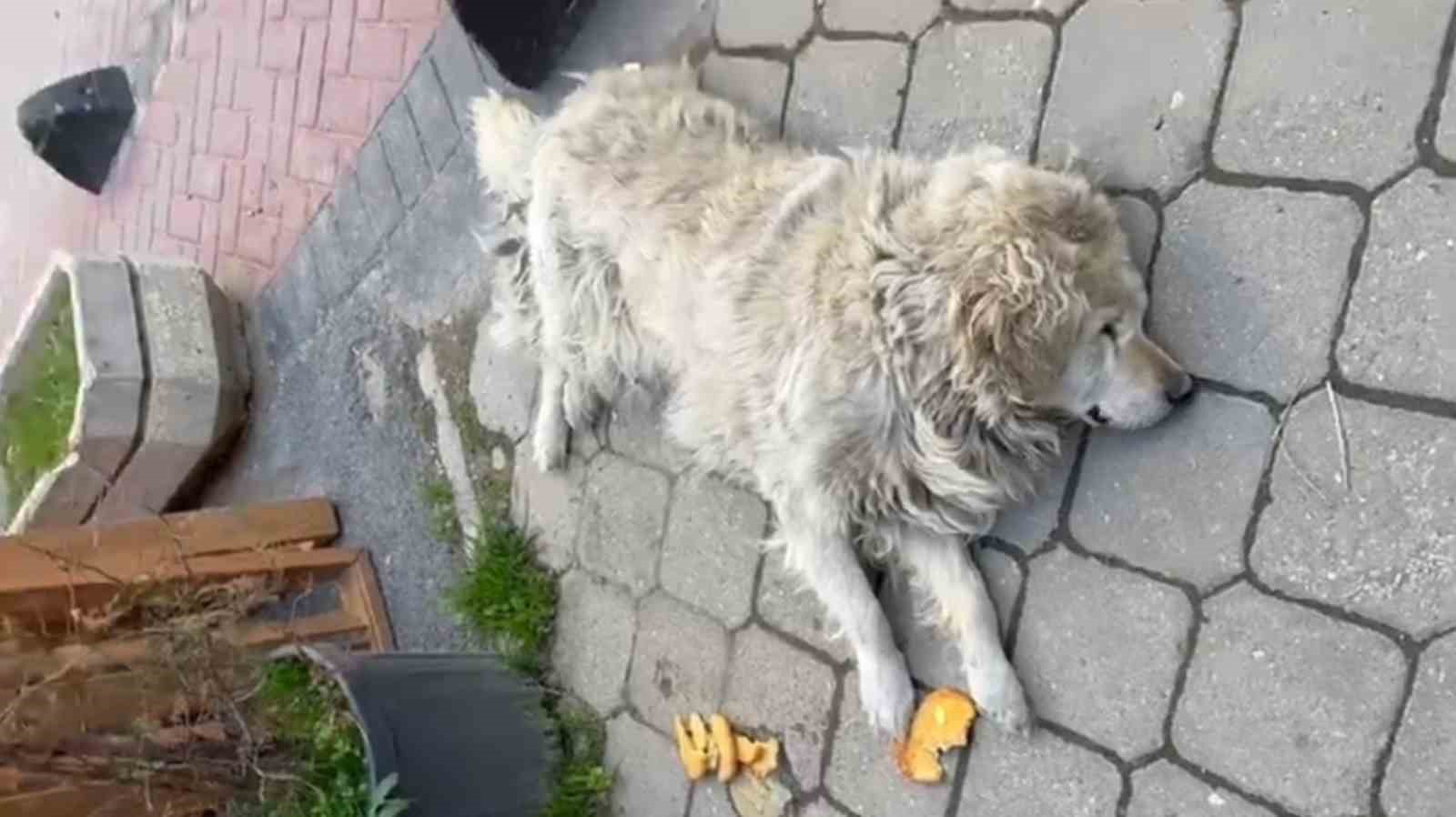 Sokağın maskotu "Waffle" ekipler tarafından barınağa götürülünce gözyaşı döktü