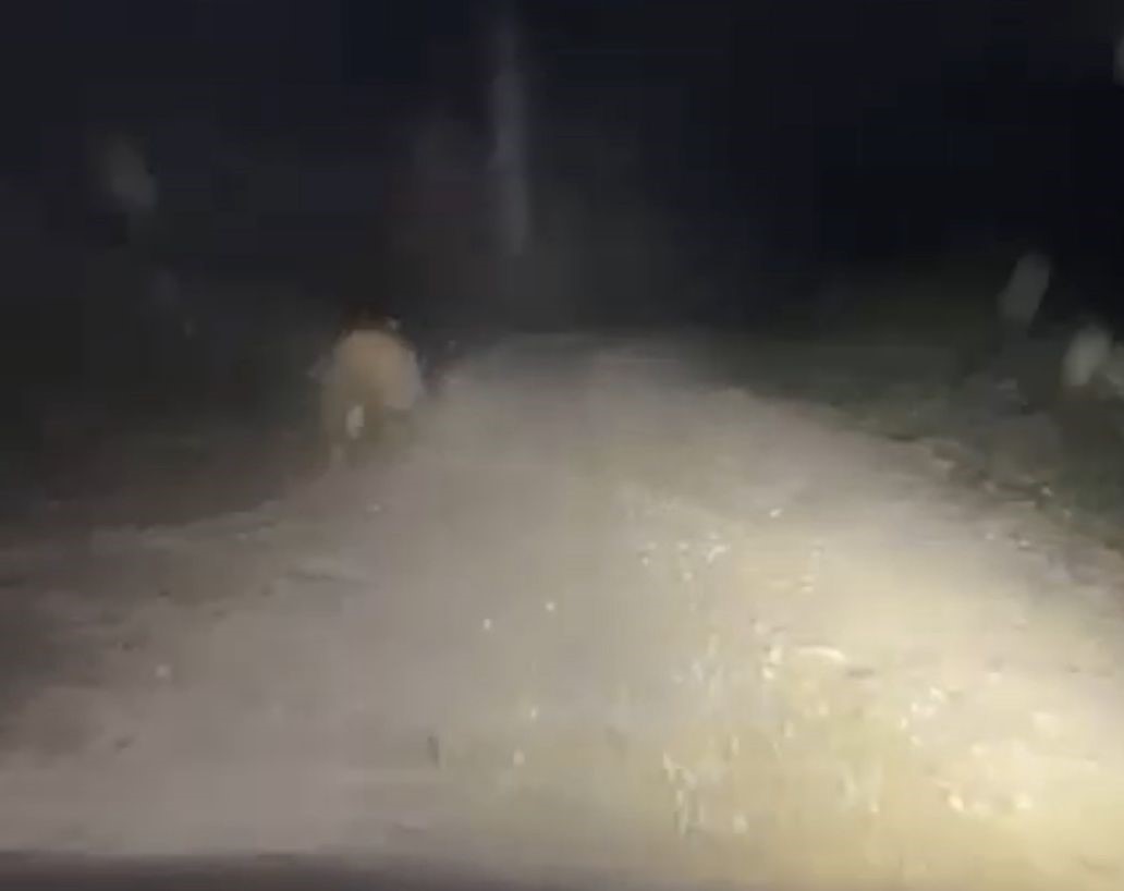 Aracın ışıklarından korkan ayı b&ouml;yle ka&ccedil;tı
