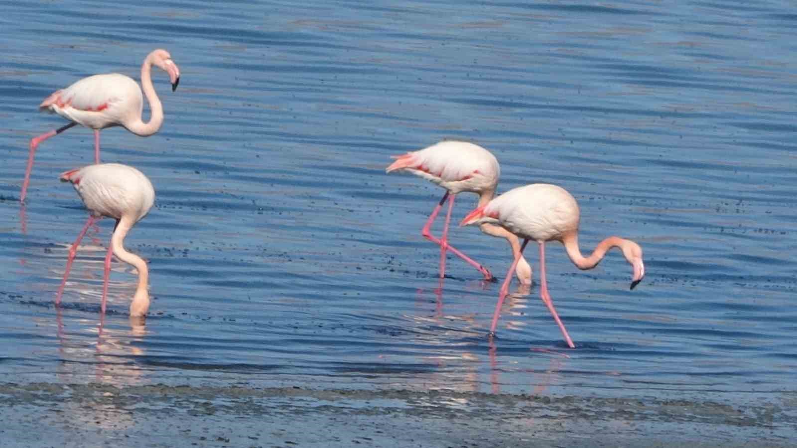 Urmiye G&ouml;l&uuml; kuruyunca flamingolar Van&rsquo;a akın etti
