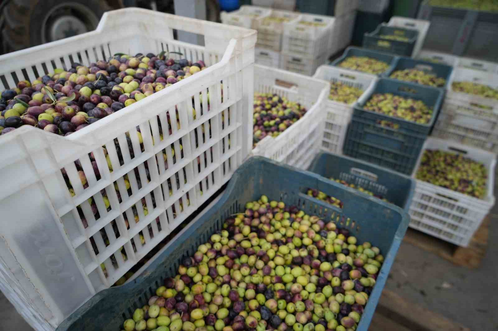 Kazdağları&rsquo;nda tescilli yeşil &ccedil;izik zeytin i&ccedil;in elek mesaisi başladı
