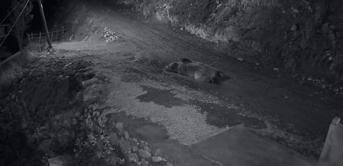 Mahalleliyi canından bezdiren ayının evinin önünde yattığını görünce kamyoneti ile peşine düştü