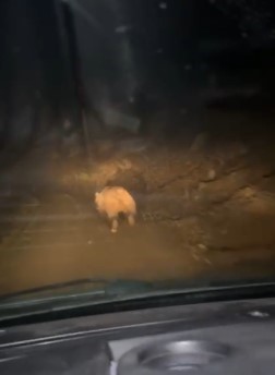 Mahalleliyi canından bezdiren ayının evinin önünde yattığını görünce kamyoneti ile peşine düştü
