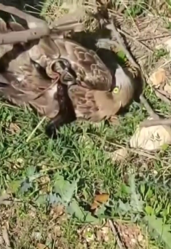 Korku dolu anlar: Yılanın boğazladığı kartalı kurtardı