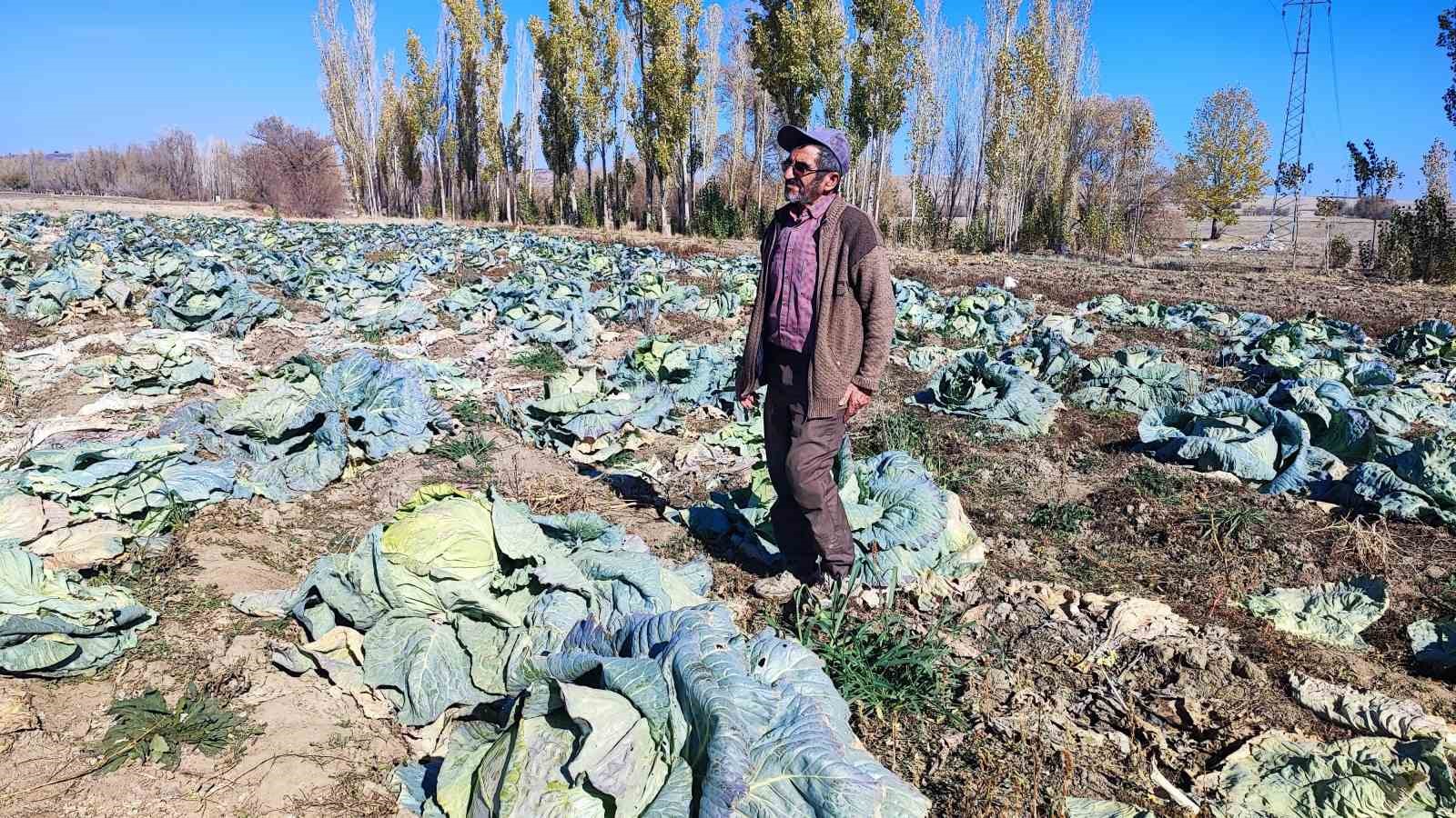 30 yıldır lahana üreten baba ve oğul, bölgeye organik ürün sunuyor