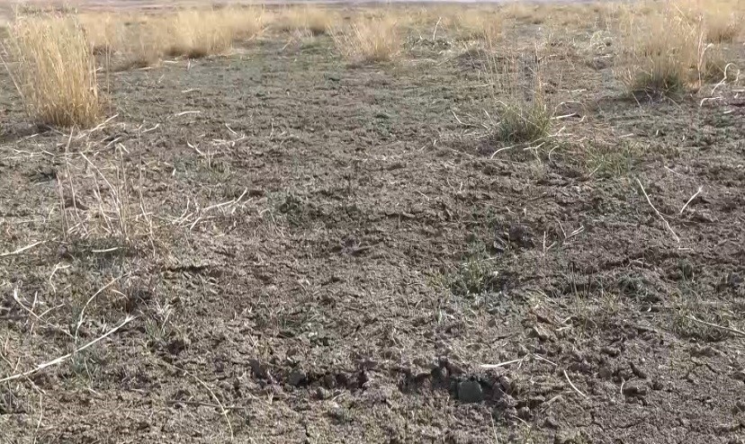 Yüzlerce kuş türüne ev sahipliği yaparken kuraklığa yenik düştü