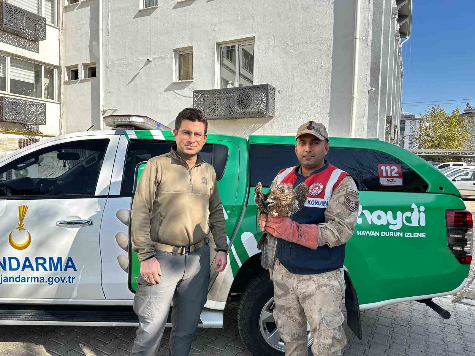 Kilis’te yaralı kızıl şahin koruma altına alındı