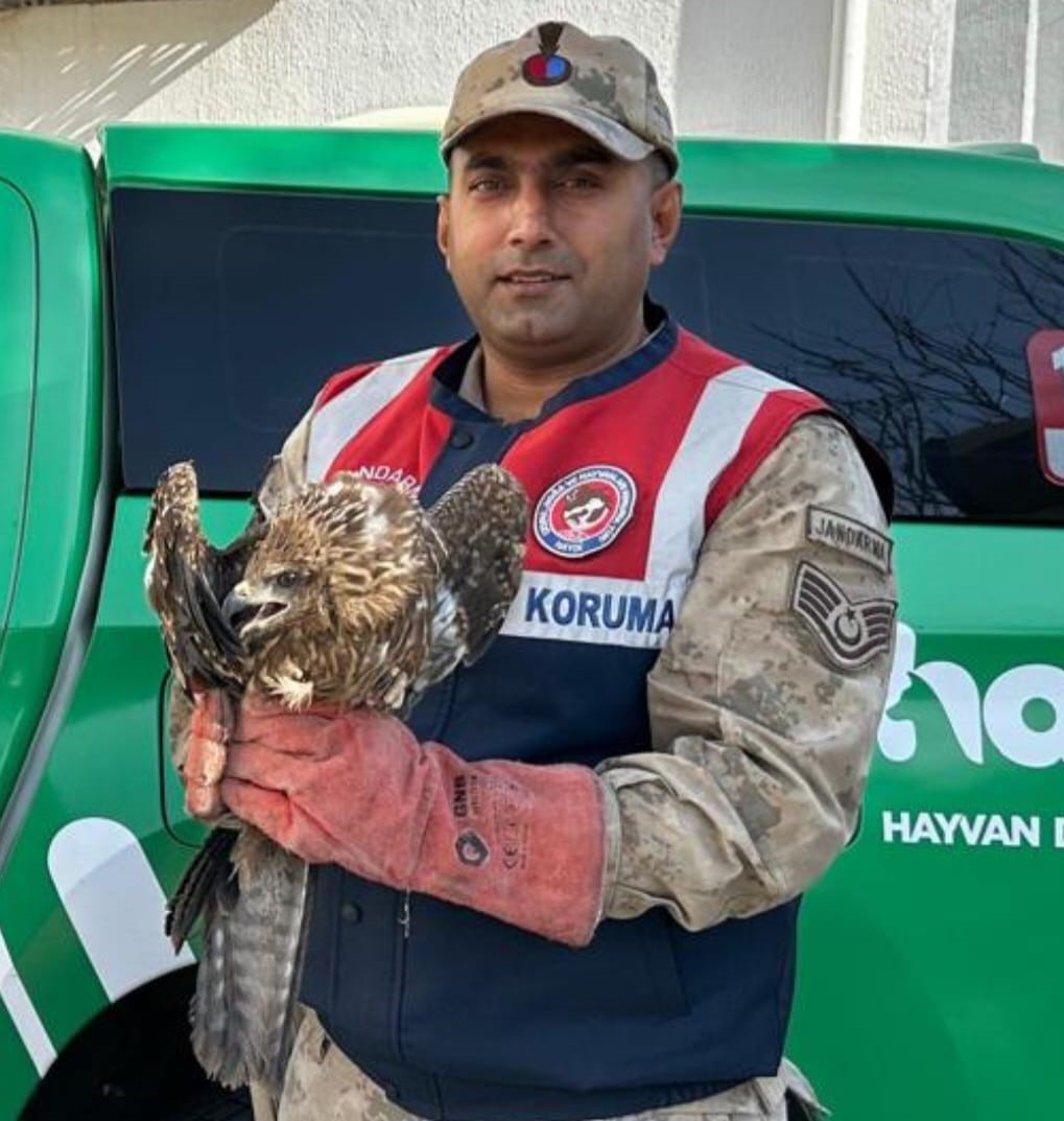 Kilis’te yaralı kızıl şahin koruma altına alındı