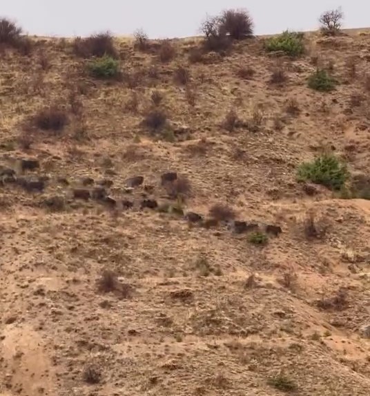 Elazığ’da domuz sürüsü görüntülendi