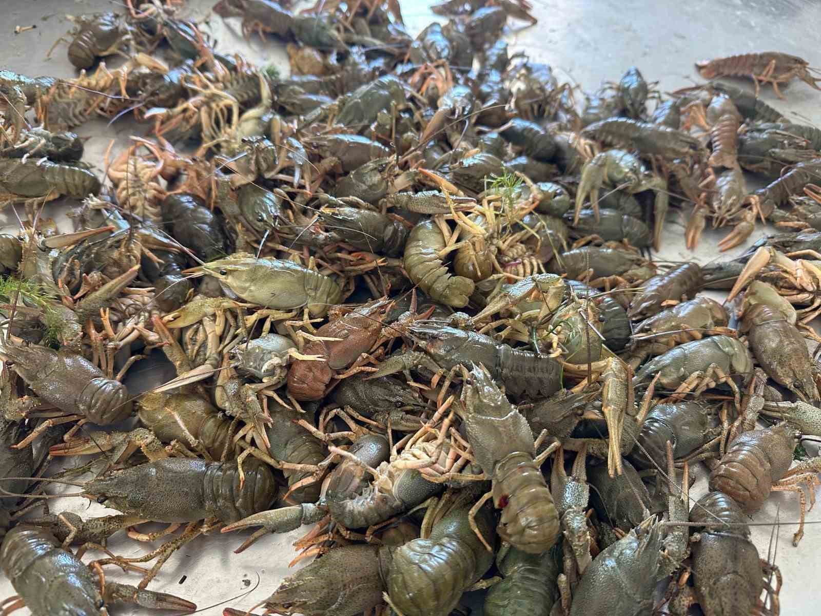 Eğirdir Gölü’nde Kerevit av yasağı başladı