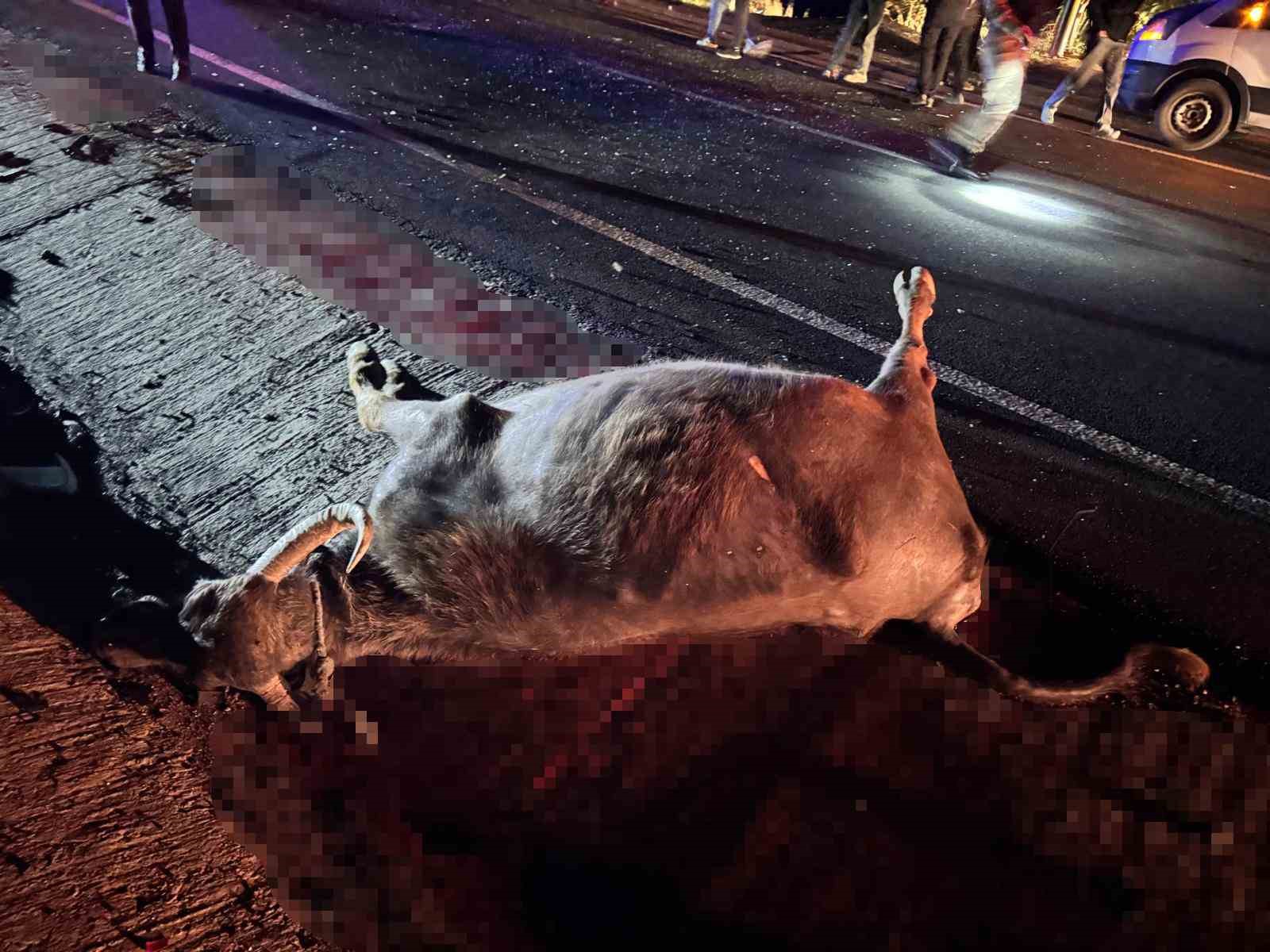 Batman’da zincirleme trafik kazası: 5 kişi yaralandı, 2 büyükbaş hayvan telef oldu
