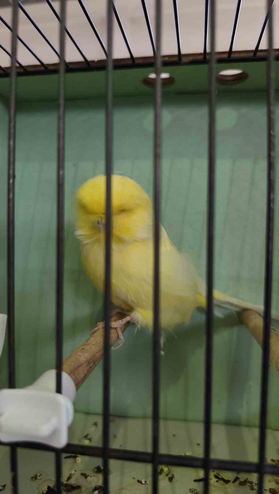 Manisa’da 3 bin kanarya yarıştı