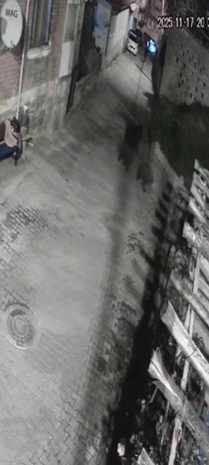 Yerleşim alanına inen ayılar köy sakininden korkup kaçtı