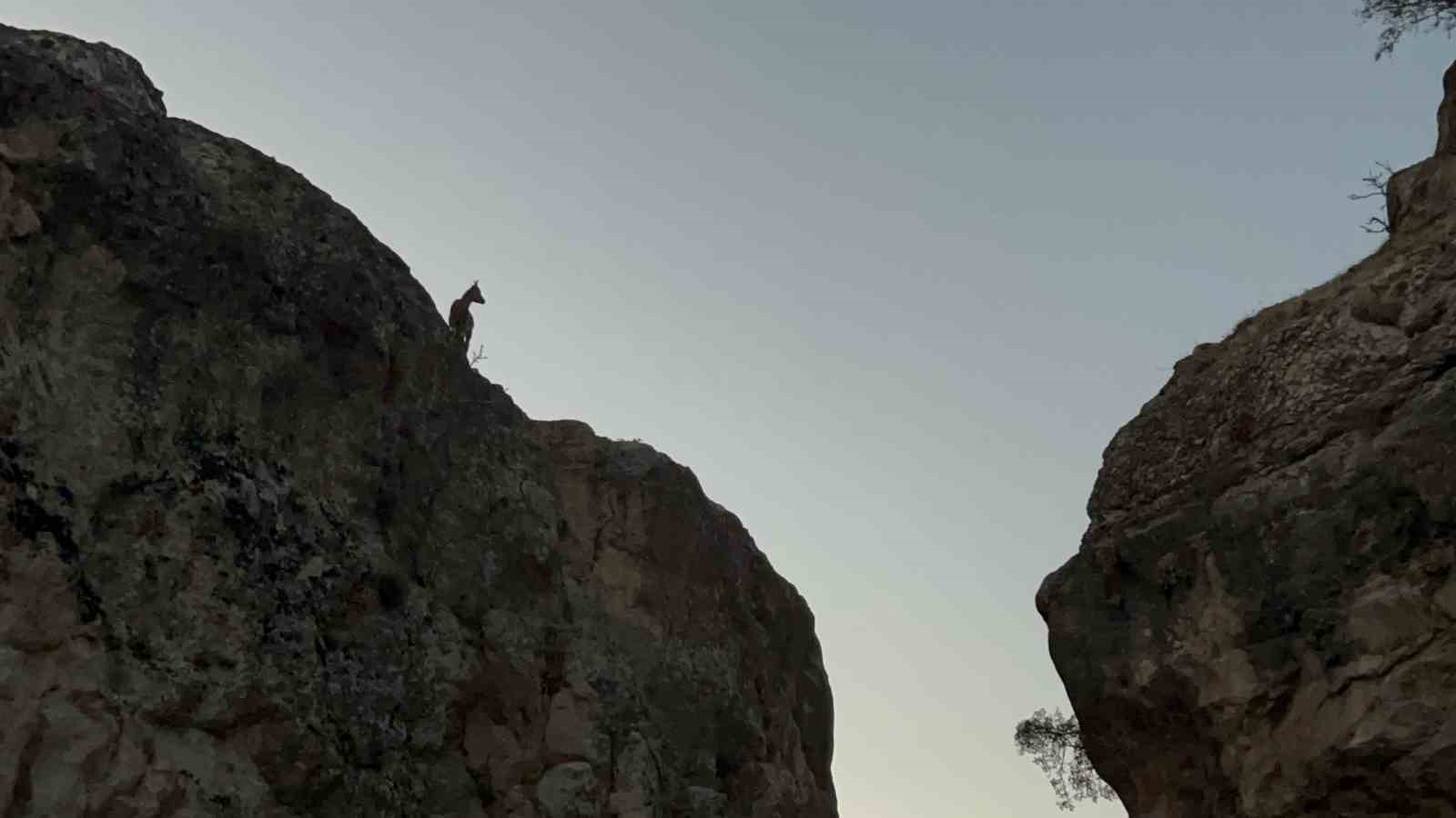 Tunceli’de koruma altındaki dağ keçileri görüntülendi