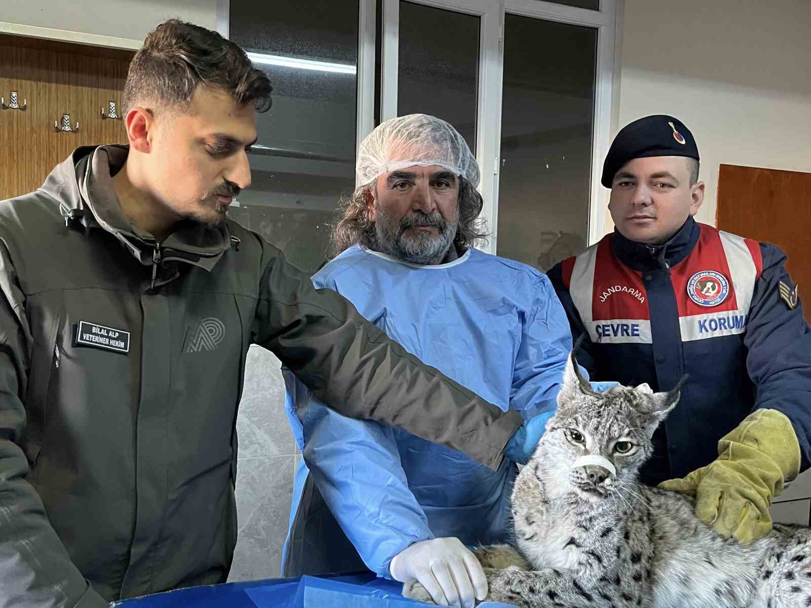 Van&rsquo;da bitkin halde bulunan vaşak tedavi altına alındı
