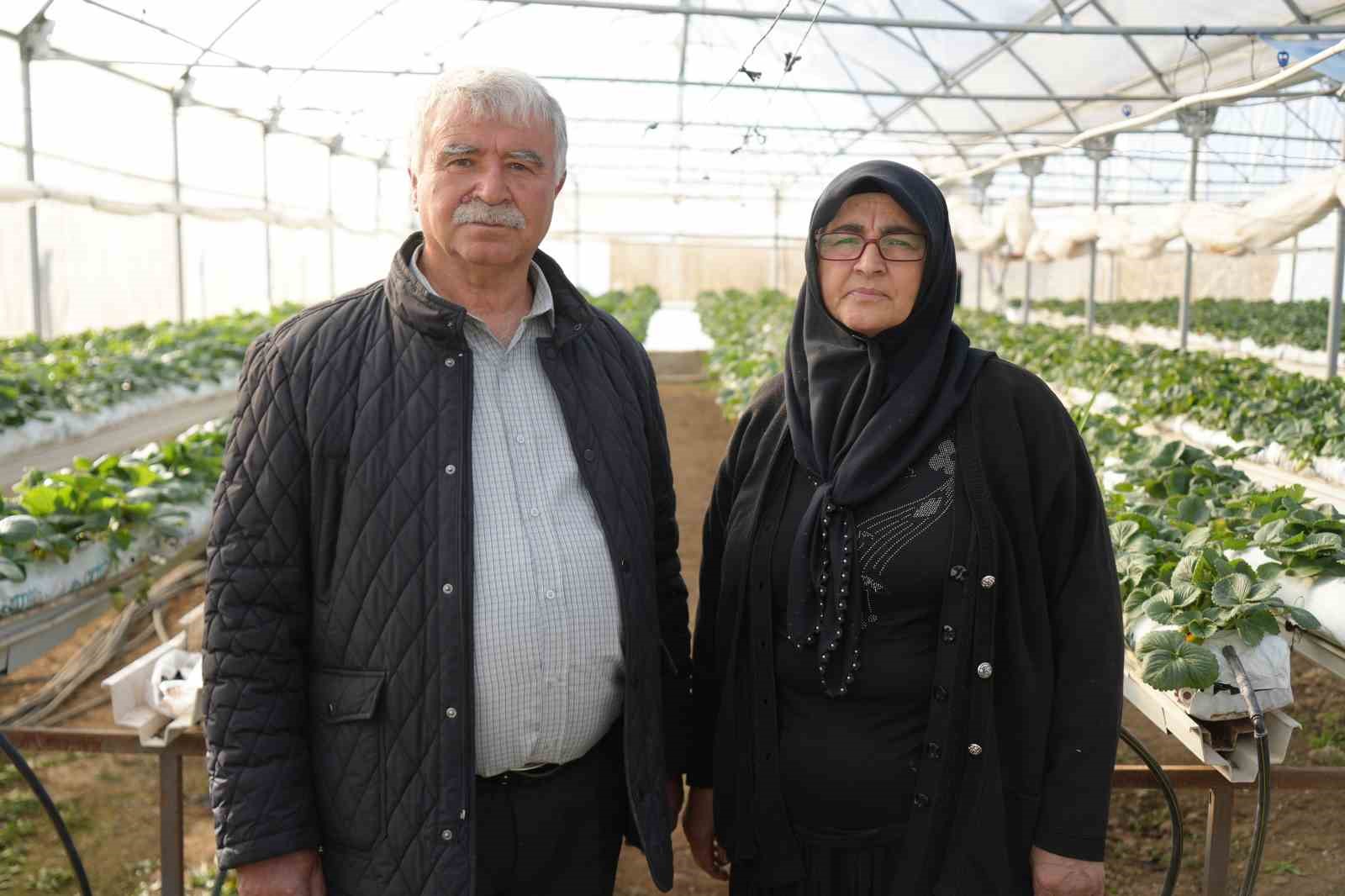 Niğde’de topraksız tarım yöntemiyle çilek üretimi kadın emeğiyle büyüyor