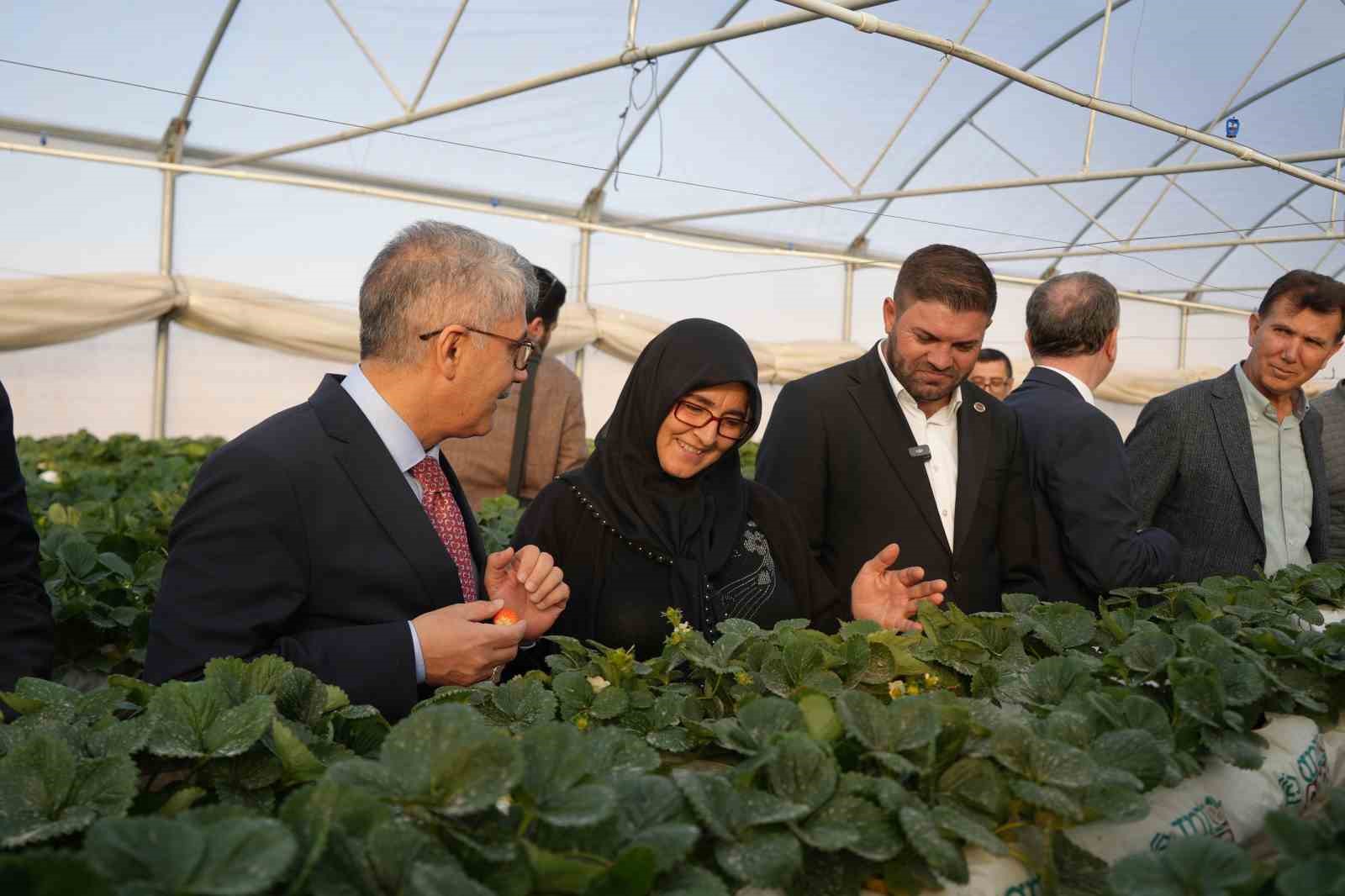 Niğde&rsquo;de topraksız tarım y&ouml;ntemiyle &ccedil;ilek &uuml;retimi kadın emeğiyle b&uuml;y&uuml;yor
