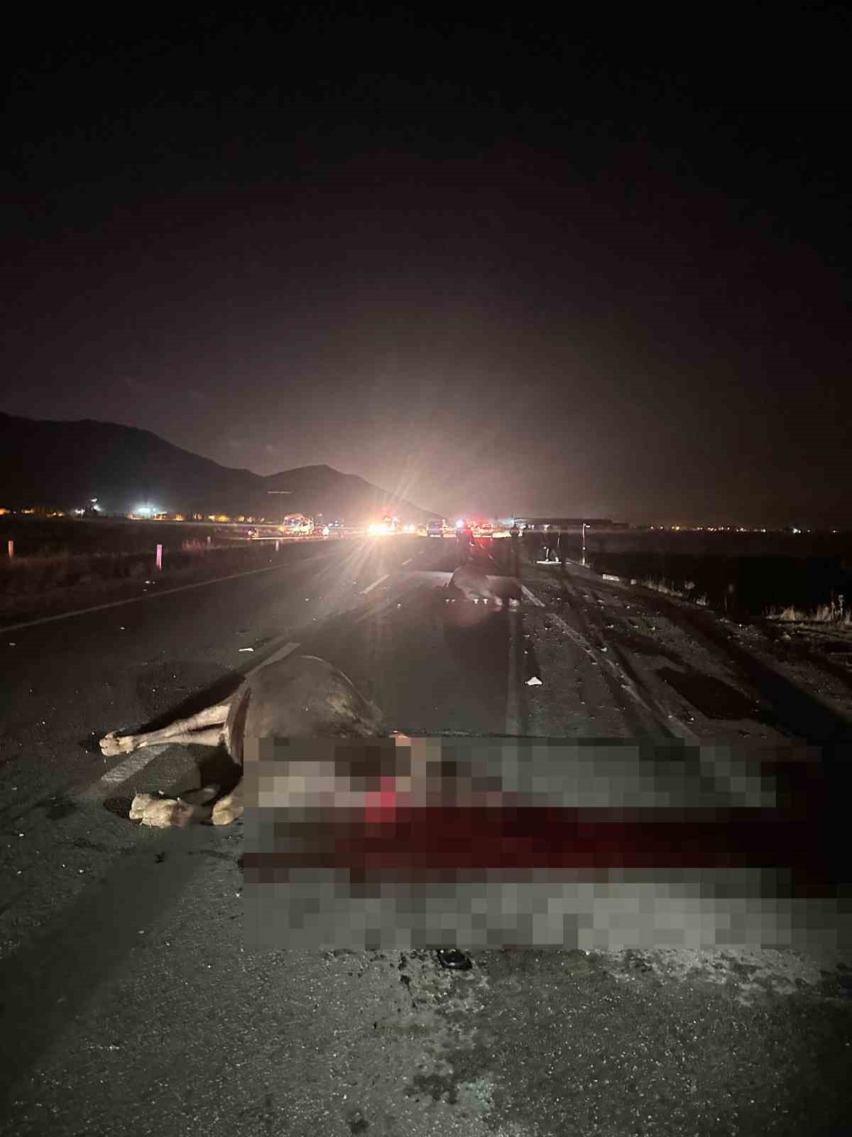 Muş’ta yola çıkan inekler kazaya neden oldu: 1 yaralı