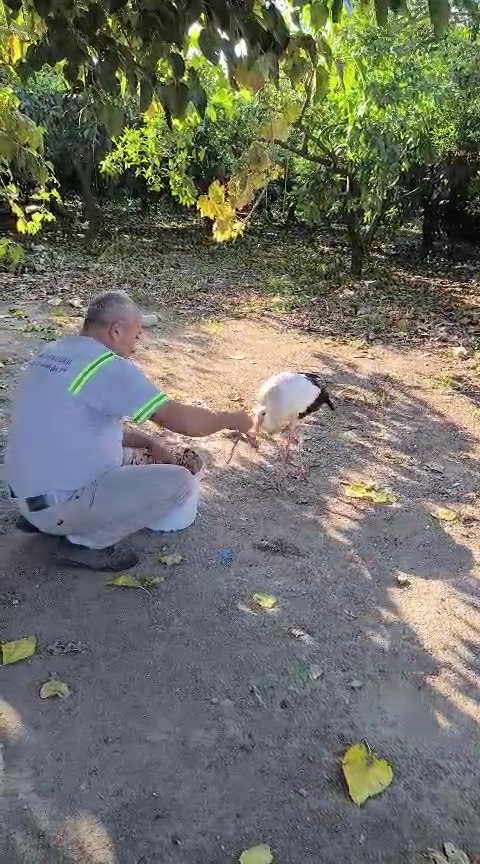 Hatay&rsquo;da yaralı leylek tedavi altına alındı
