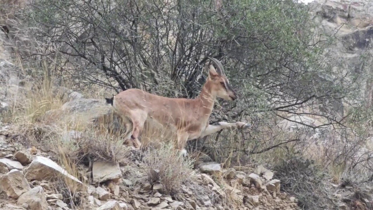 Uzundere&rsquo;de dağ ke&ccedil;ileri g&ouml;r&uuml;nt&uuml;lendi
