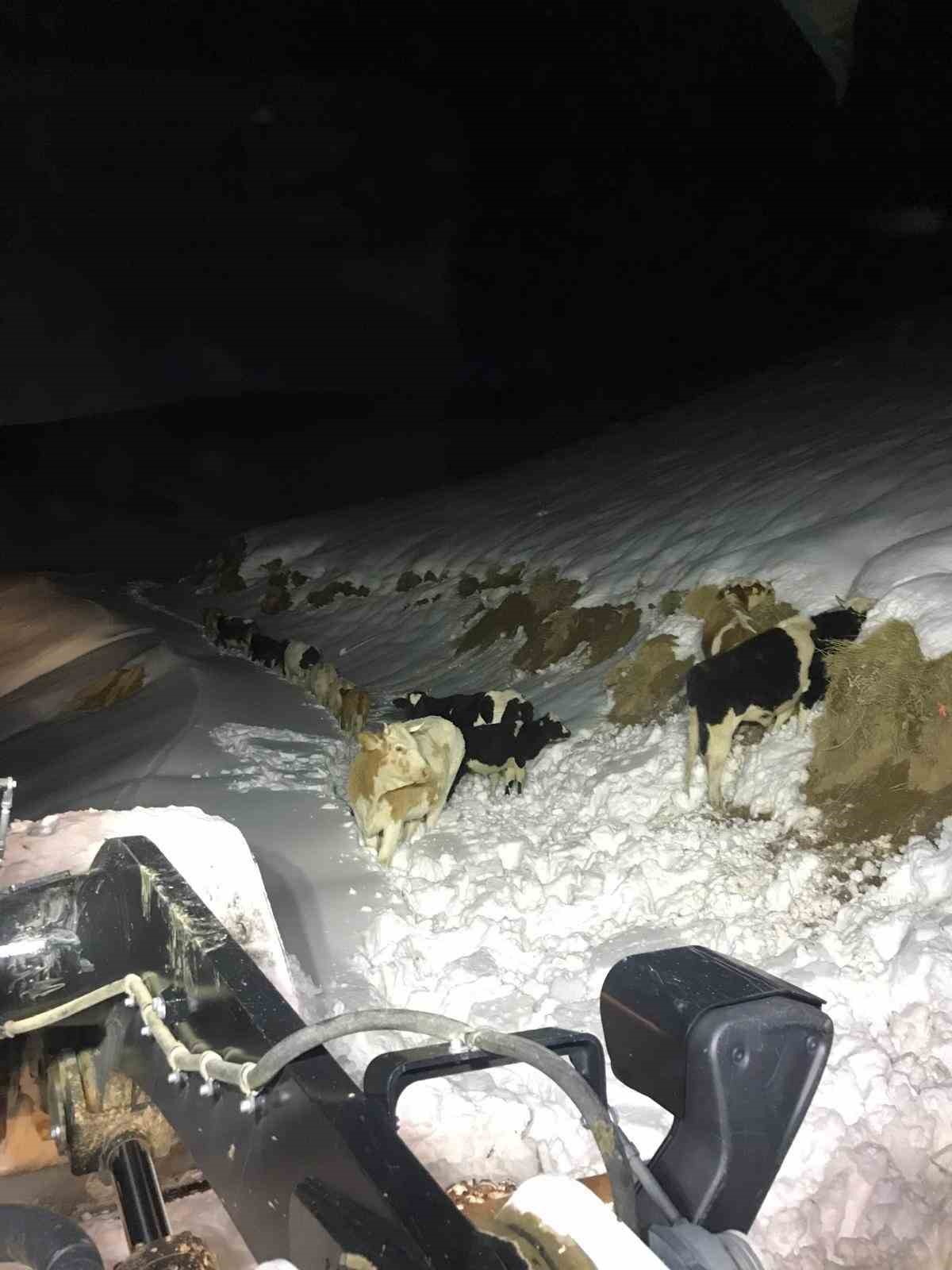 Hakkari’de 3 günlük kurtarma operasyonunda mutlu son: Binmizit yaylasındaki hayvanlar kurtarıldı