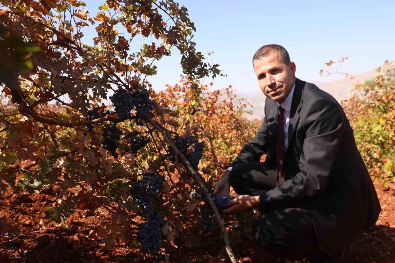 Dicle&rsquo;de modern bağcılığa y&ouml;nelik y&uuml;zde 50 hibeli tarım aletleri desteği başvurusu başladı
