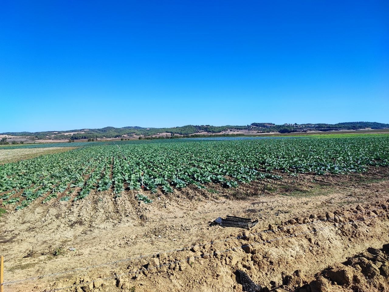 Kuraklığın vurduğu Seyhan Baraj Gölü’nün çevresi tarım arazisi oldu üretim başladı
