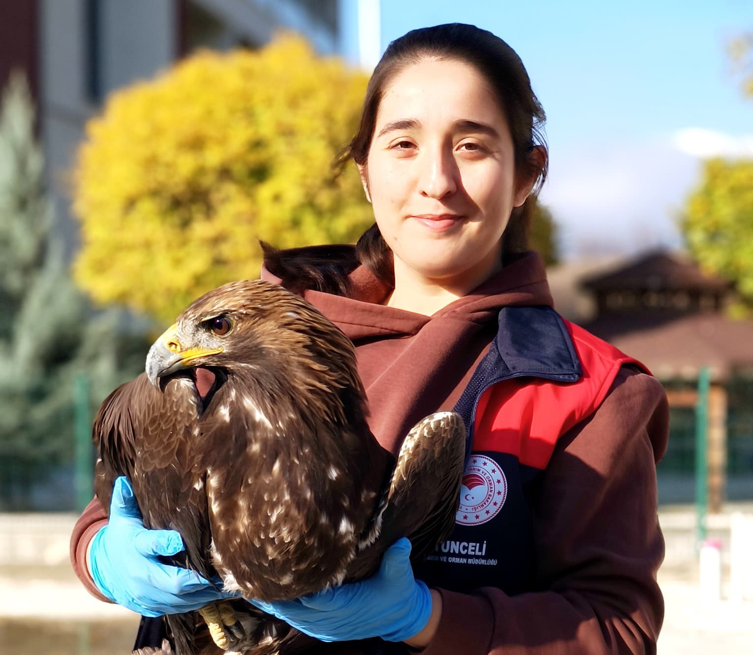 Tunceli’de yaralı halde bulunan kartal, tedavi altına alındı