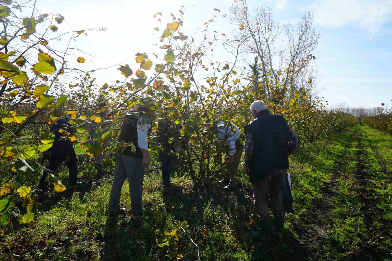 Zirai don, Samsun’u fındık üretiminde zirveye taşıdı

