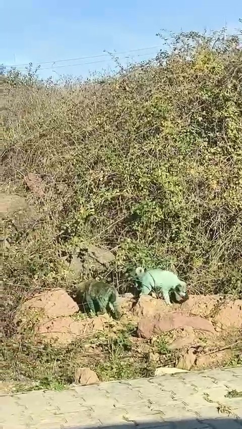 Boyalı köpekler merak uyandırdı

