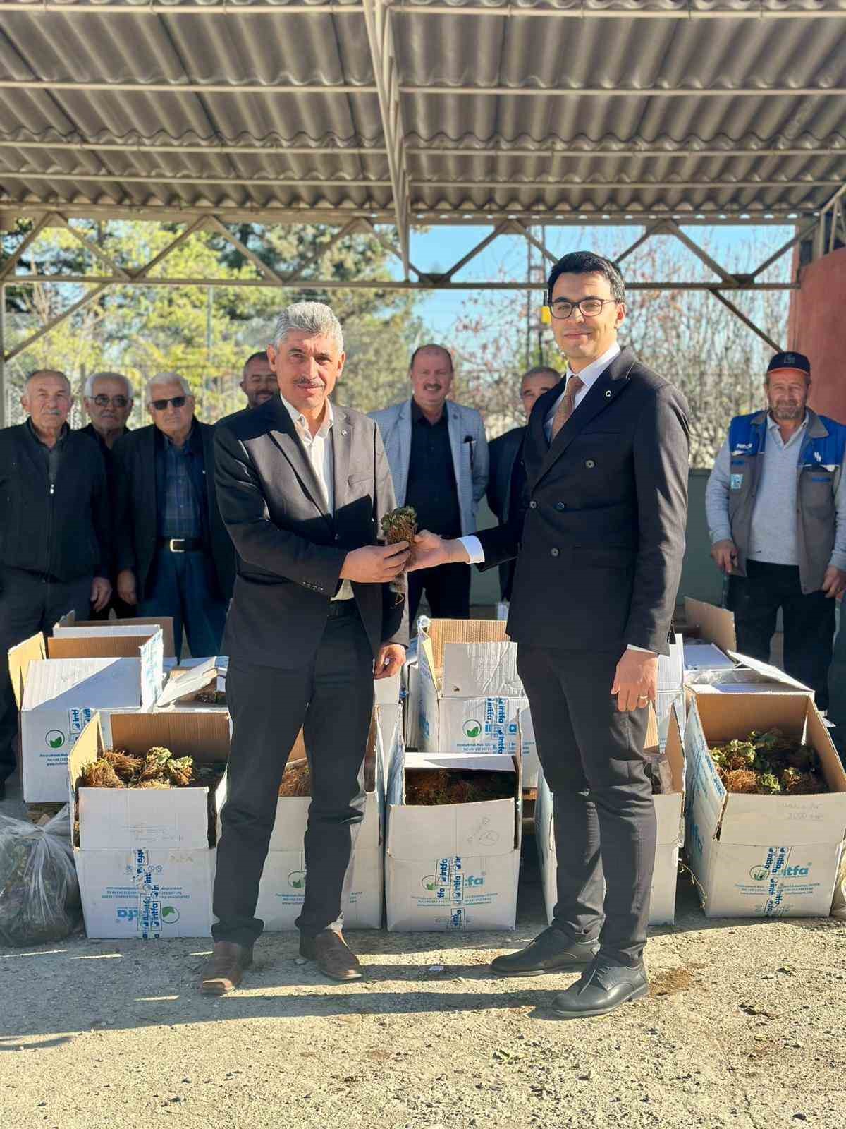 Bilecik’te 42 bin adet çilek fidesi dağıtıldı