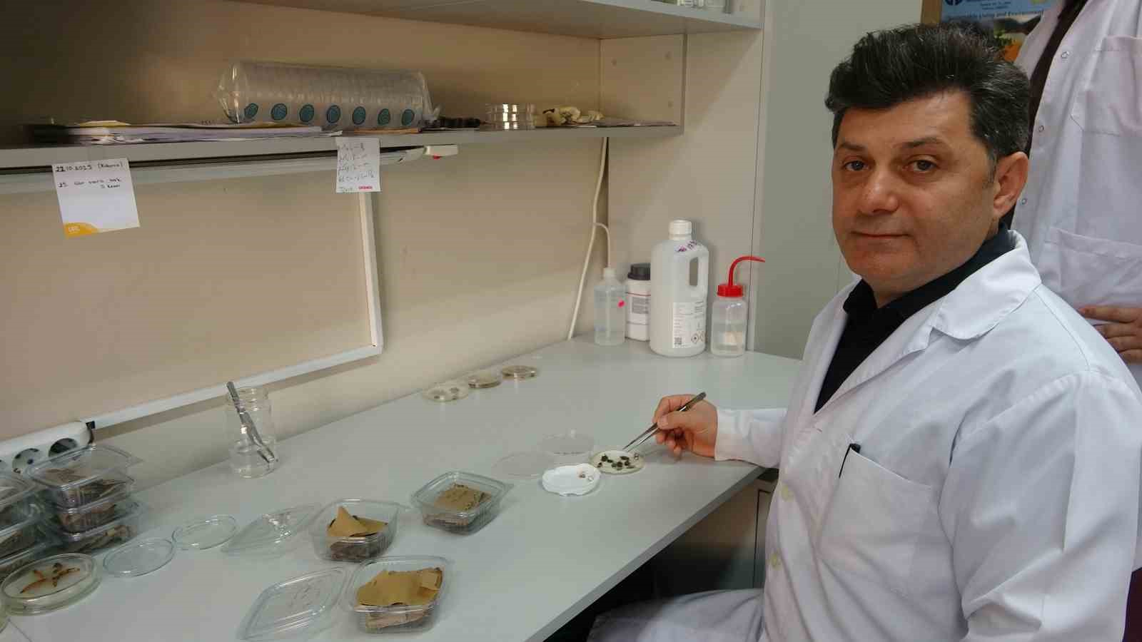 Kahverengi kokarcaya karşı zehirli mantarlarla biyolojik mücadele yürütülecek
