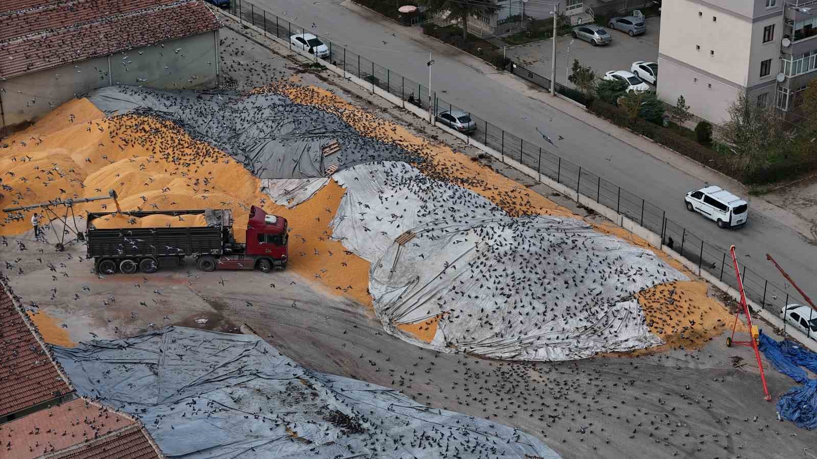 Güvercinler için adeta açık büfe