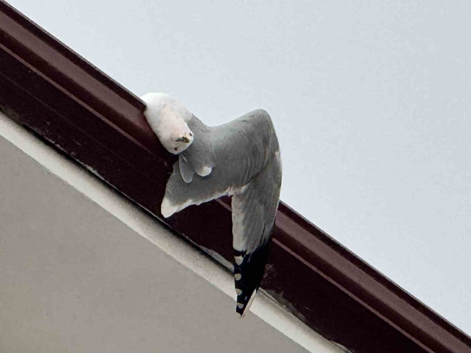 Çatıda sıkışan martıyı itfaiye kurtardı