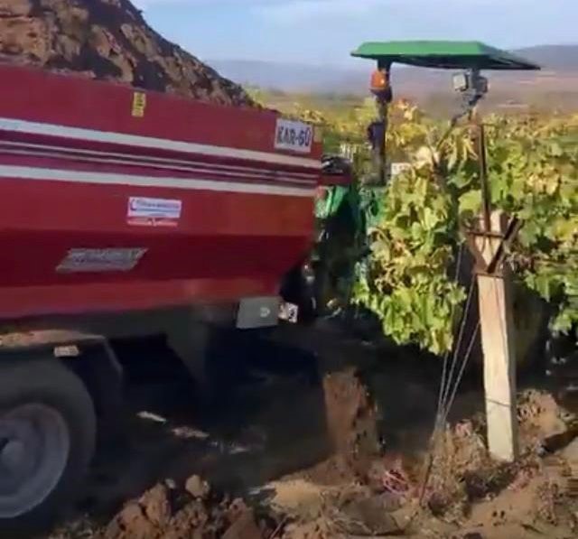 Sarıgöl’de bağlara kışlık doğal gübre verilmeye başlandı