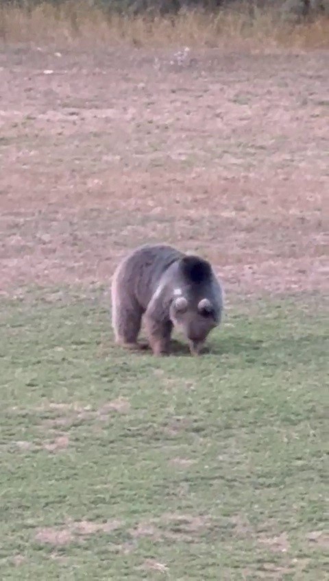 Yemek artıkları ayıların uyku düzenini bozdu, ayılar yerleşim yerlerine dadandı