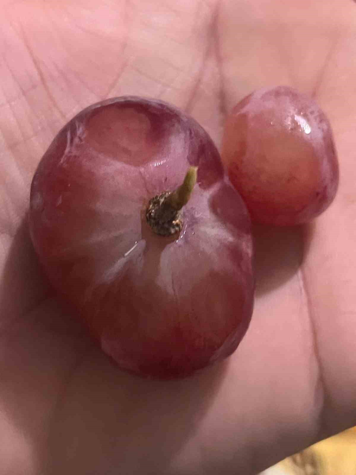 Sıra dışı &uuml;z&uuml;m tanesi g&ouml;renleri hayrete d&uuml;ş&uuml;rd&uuml;
