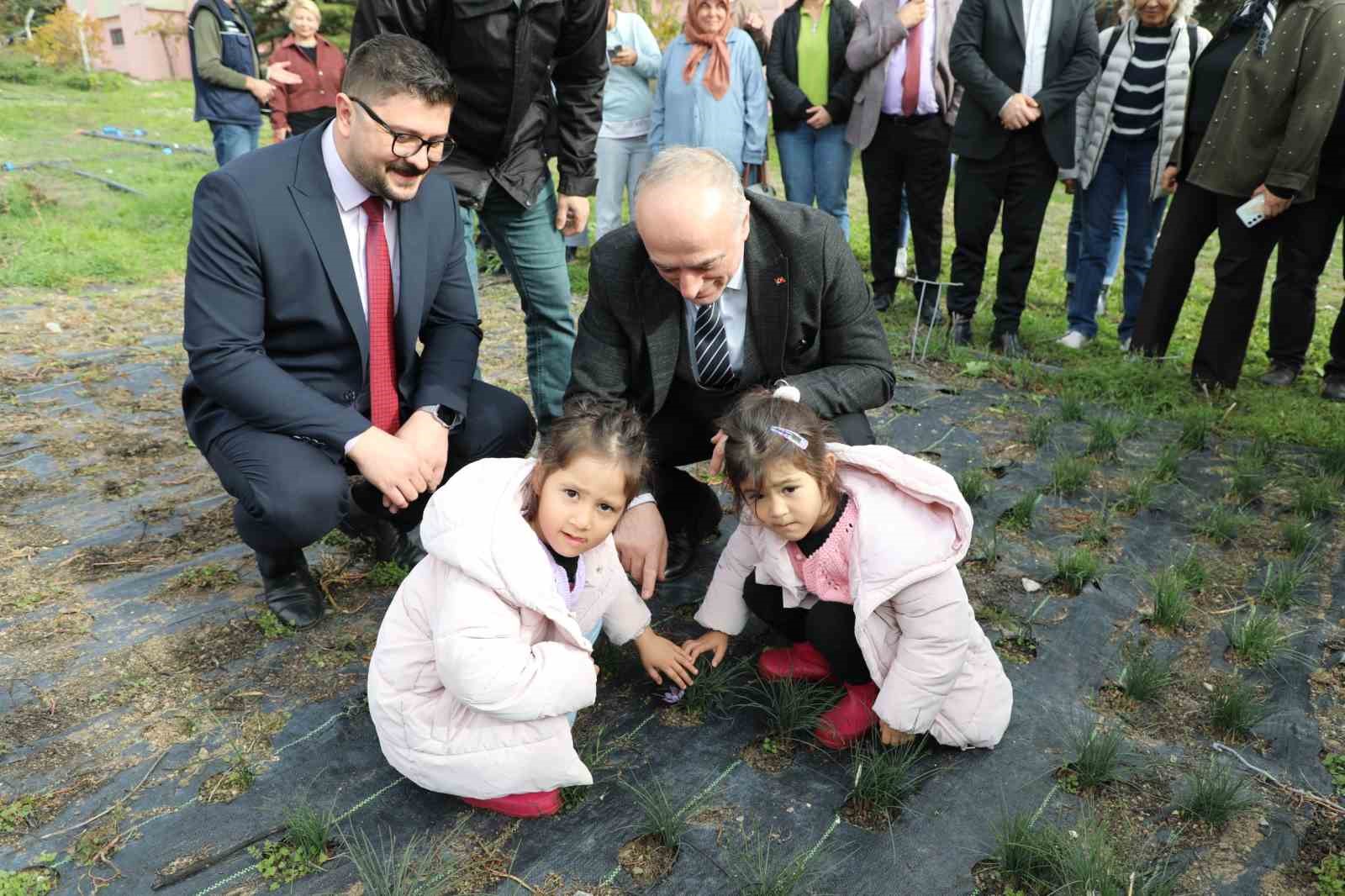 Eskişehir safran üretiminde birincilik yolunda