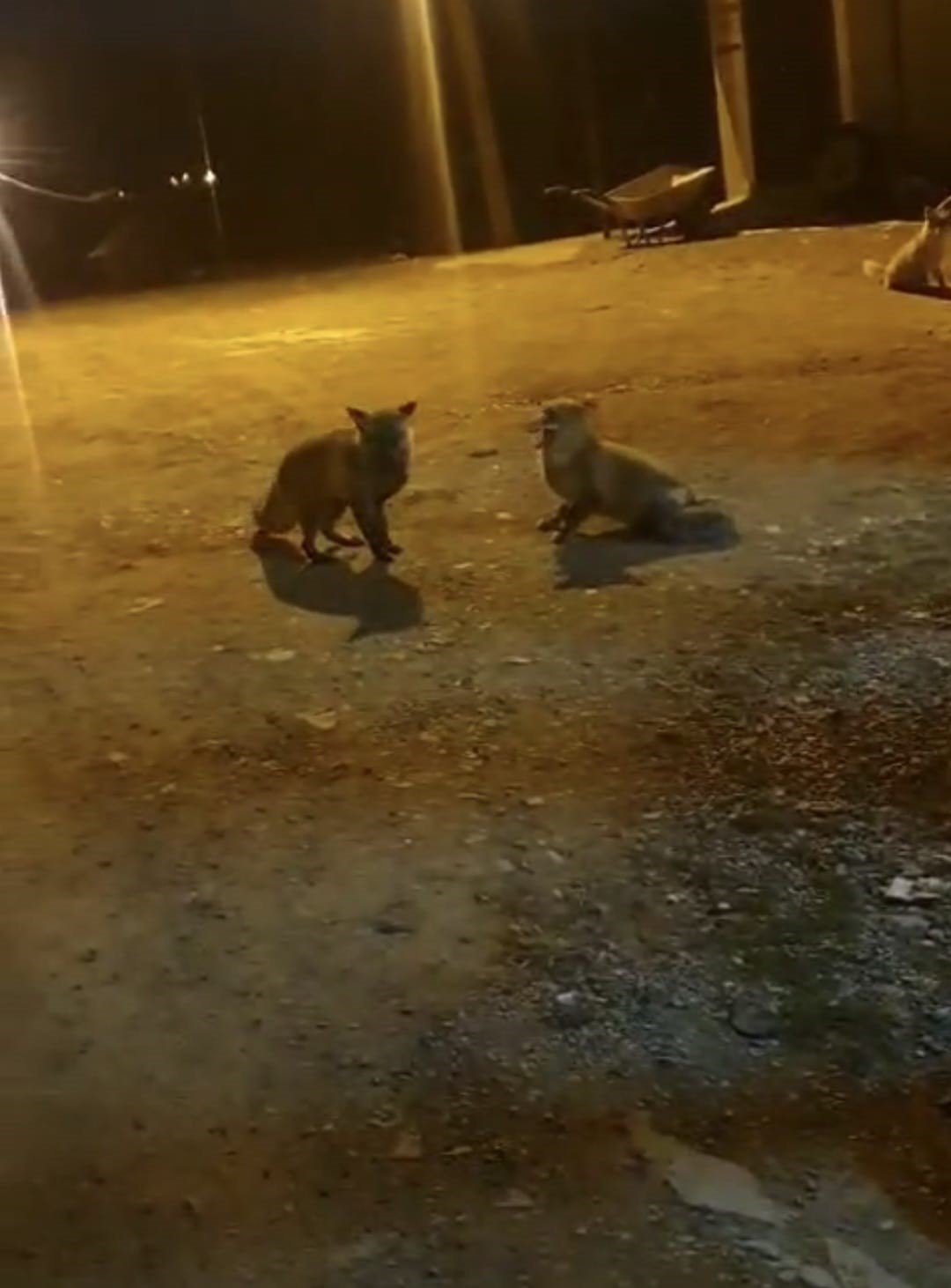 Tilkileri için yaylayı terk edip şehre gidemiyor
