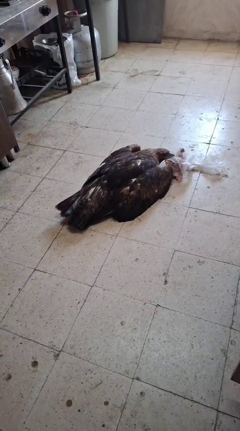 Dev kartala "Kartalcık kartalcık" diye seslendi, o anları kayıt altına aldı