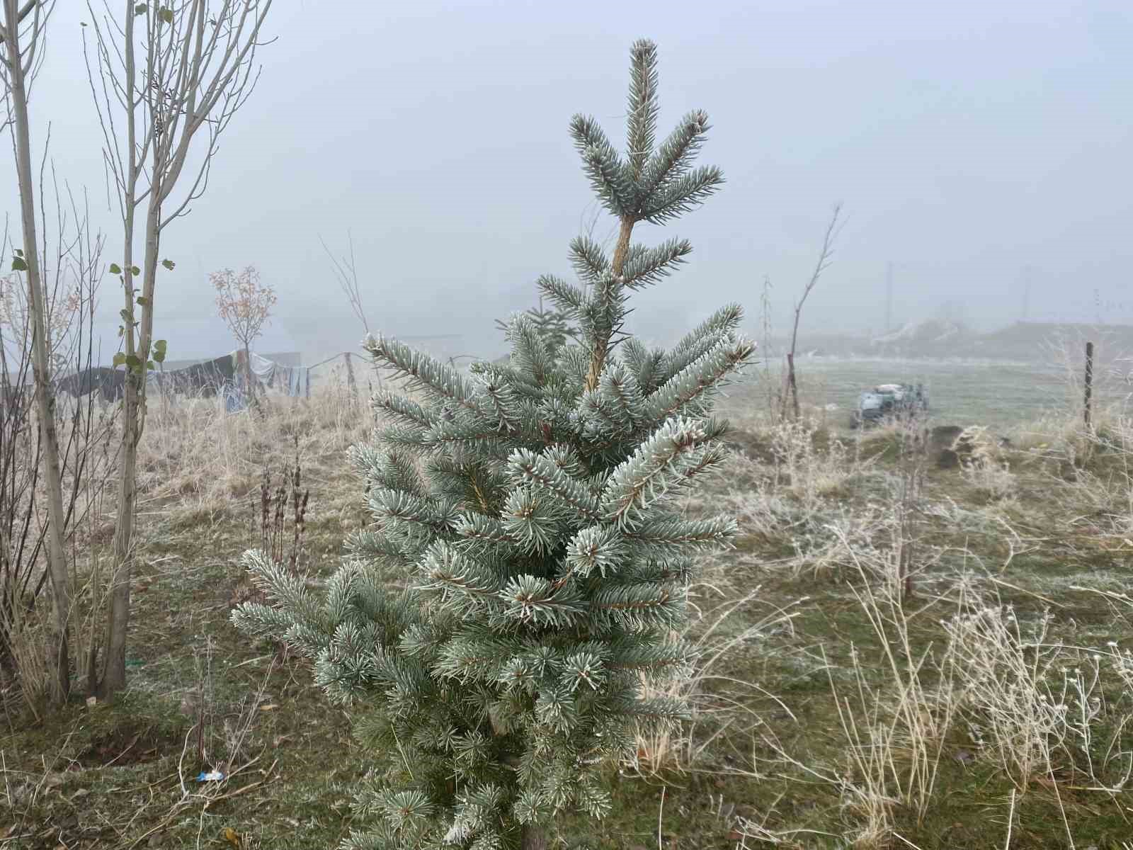 Ağrı’da kırağı etkili oldu