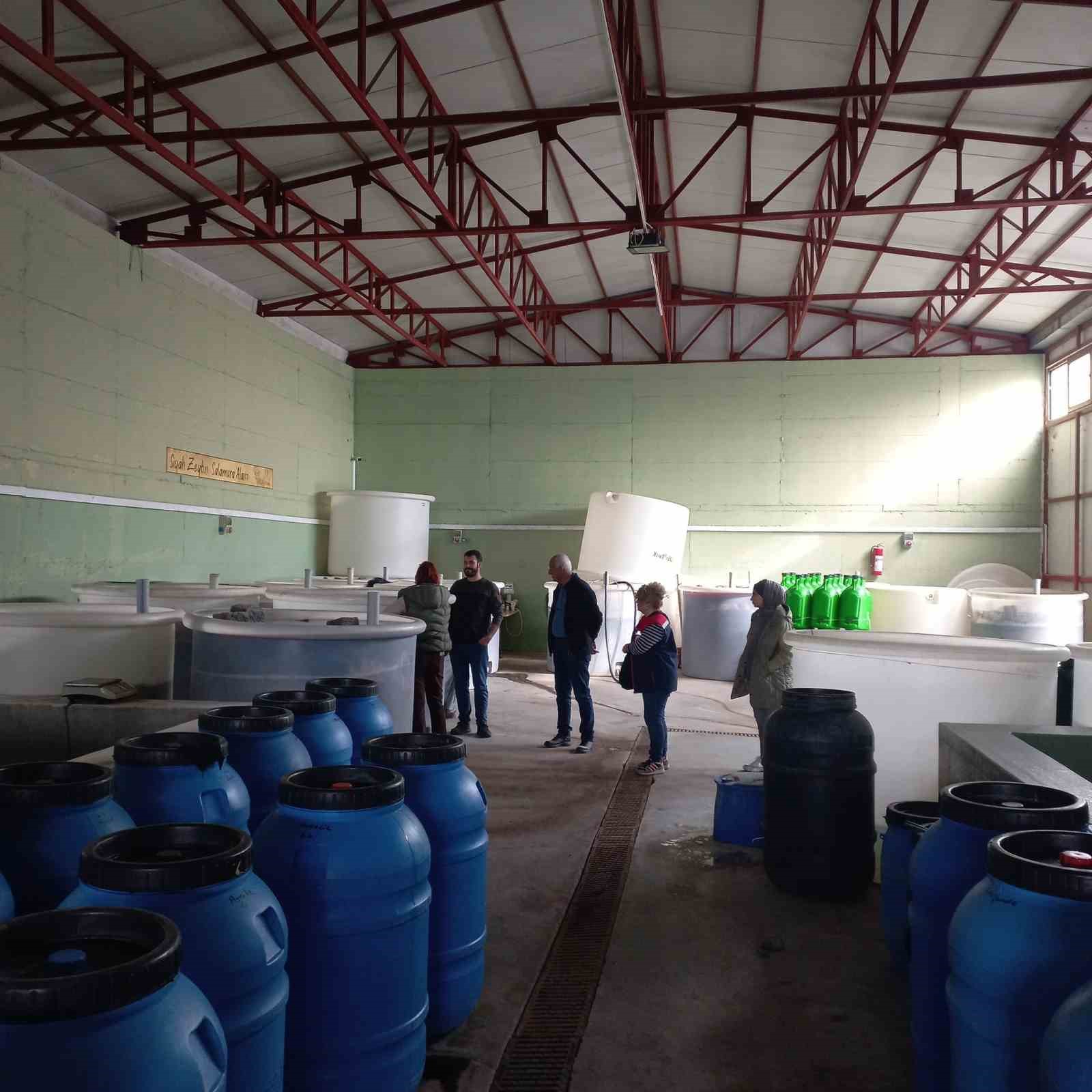 Didim’de organik zeytin ve zeytinyağı üretim alanları denetlendi
