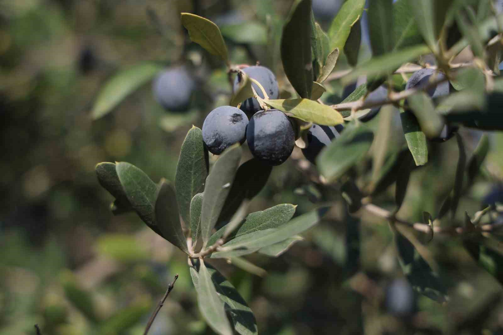 Hatay’da 17 milyon 102 bin ağaçta, 201 bin ton zeytin rekoltesi bekleniyor