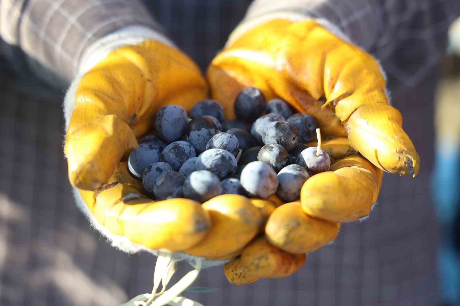 Hatay’da 17 milyon 102 bin ağaçta, 201 bin ton zeytin rekoltesi bekleniyor